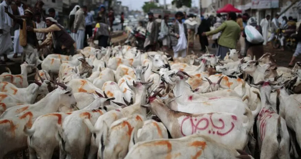 اليمنيون يقتربون من عيد آخر بلا أضاحٍ